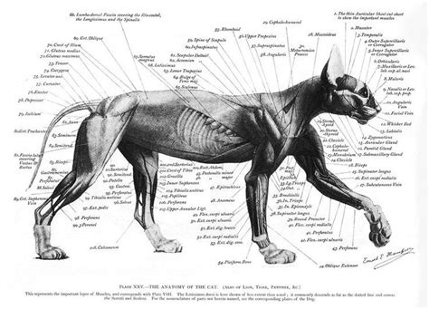 Anatomy에 있는 가영 국님의 핀 동물 해부학 동물 스케치 동물 그림