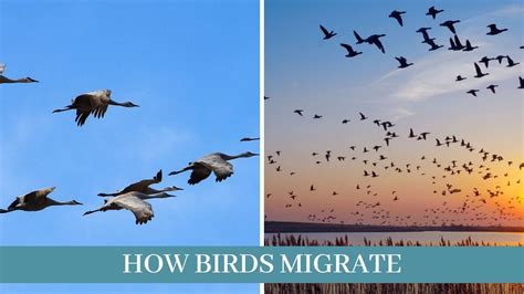 Best 15 Ways How Birds Migrate Updated 2021 Zoological World