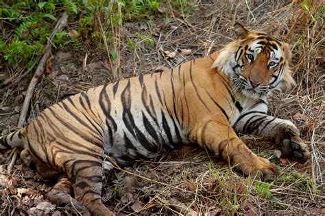 Filebengal Tiger India Wikipedia The Free Encyclopedia