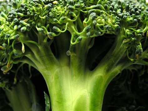 Study Chemical In Broccoli Shows Promise As Autism Treatment The