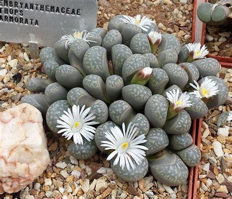 Guess the 4 letter word that relates these four images. CACTUS PIEDRA o LITHOPS: Guía de Cuidados y Fotos