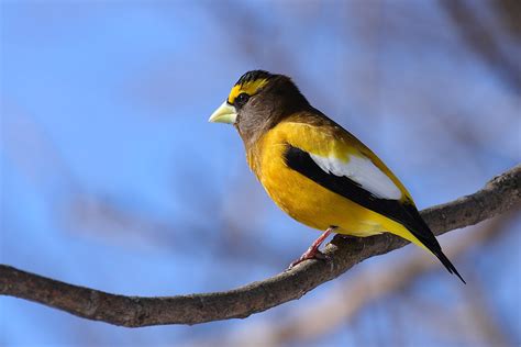 Browse grosbeak photos & pictures. Evening grosbeak - Wikipedia