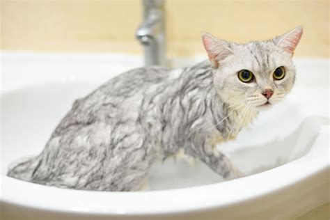 How To Bathe Your Kitten Or Adult Cat