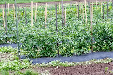 How To Stake Tomatoes Recommendations Properly Rooted