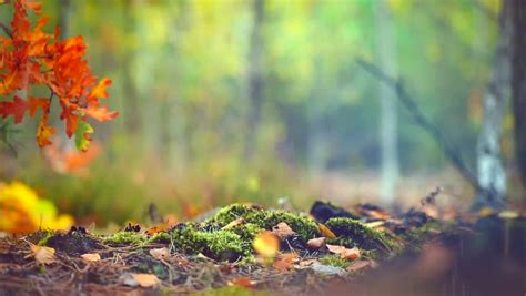 Autumn Forest With Rain Background Stock Footage Video