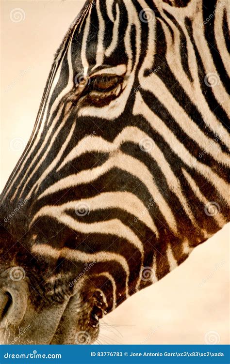 Portrait Zebra Stock Image Image Of Landscape Natural 83776783