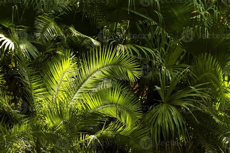 Tropical Greenery Plants 4702114 Stock Photo At Vecteezy