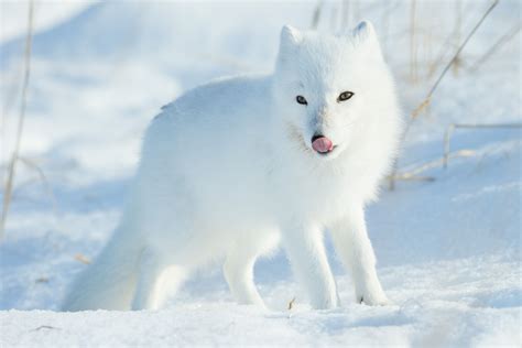 The Magnificently Beautiful Arctic Fox Arctic Fox Fox Pet Fox
