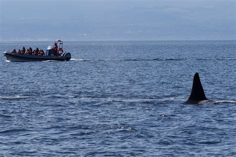 Private Zodiac Whale Watching Tour From Victoria Vancouver Island