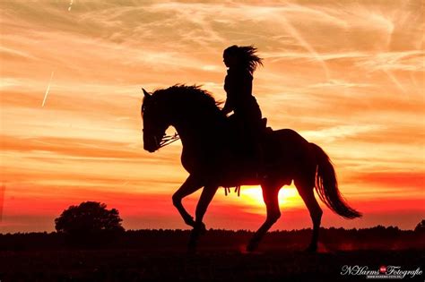 Sunset Ride Horses Horse Photography Horse Photos