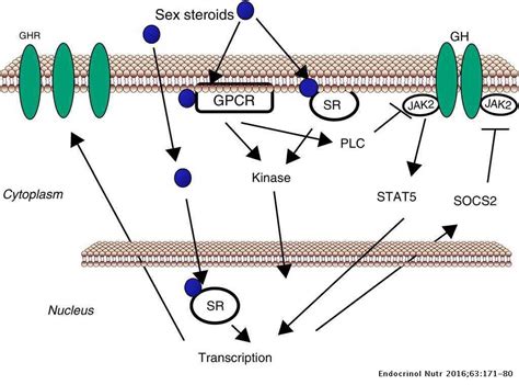Sex Steroids And Growth Hormone Interactions Endocrinología Y Nutrición