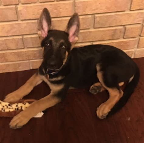 German Shepherd Rescue Of Central Texas Home