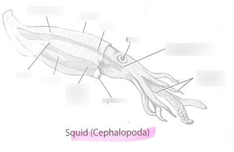 Squid Cephalopoda Diagram Quizlet
