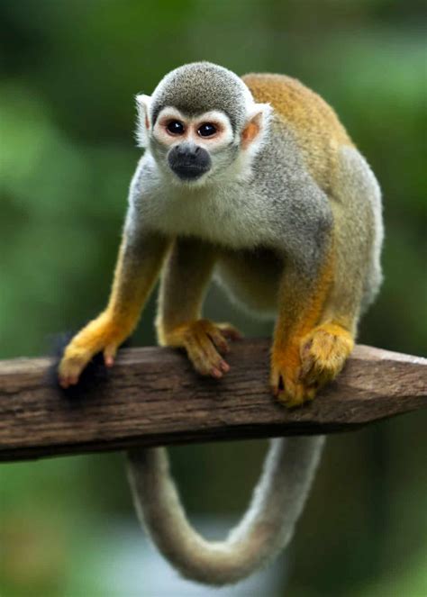 What Animals Live In Ecuadors Amazon Rainforest Our 7 Favorites