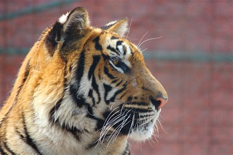Free Images Wildlife Zoo Fauna Close Up Whiskers Snout Tiger