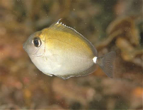 Whitemargin Unicornfish Fishes Of Cabbage Tree Bay Aquatic Reserve