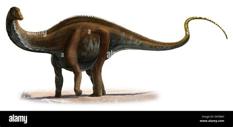 Apatosaurus Excelsus A Prehistoric Era Dinosaur From The Jurassic