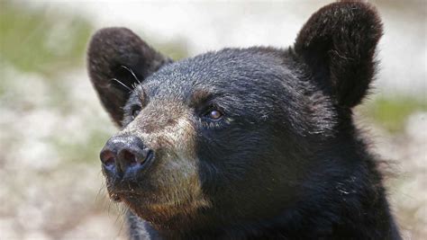 Vermonts Bear Hunting Season Starts In September