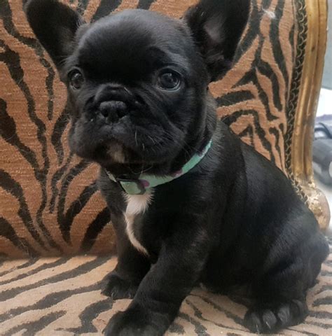 Black French Bulldog Puppies Of The Decade Learn More Here Bulldogs