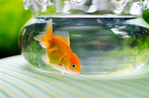 Authorities Warn That Pet Goldfish Released Into Lakes Are Growing To