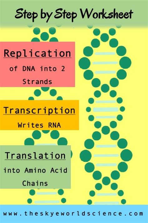 Transcription and translation take the information in dna and use it to produce proteins. Replication, Transcription, and Translation Worksheet ...