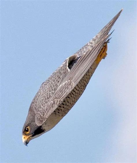 A Peregrin Falcon Dive The Peregrine Falcon Is The Fastest Diving Bird