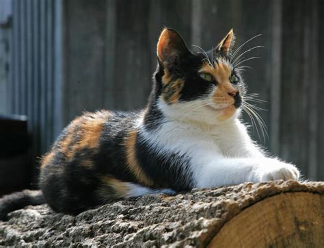 What Is A Calico Cat With Pictures