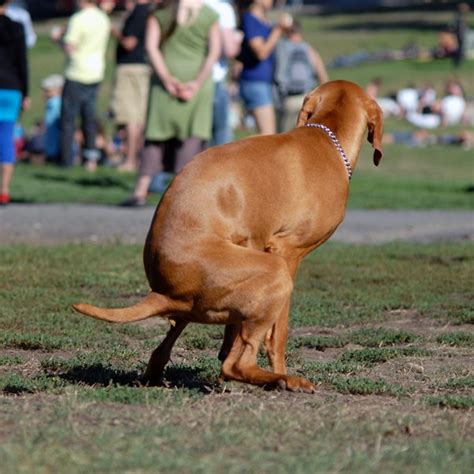 What Causes Abnormal Dog Stool