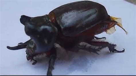 Escarabajo Rinoceronte Youtube