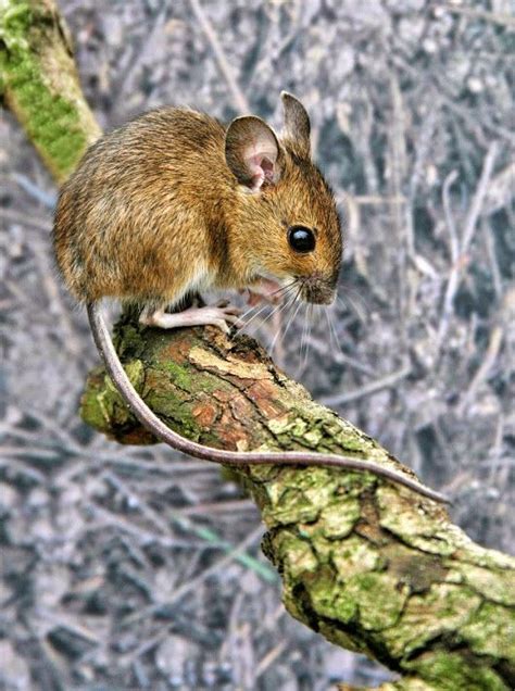 Wood Mouse National Animal Monaco Animals National Animal Mammals