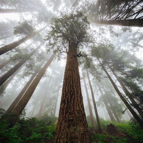 Sequoia Gigantica Giant Redwood Seeds Dandh Seed Harvest Co
