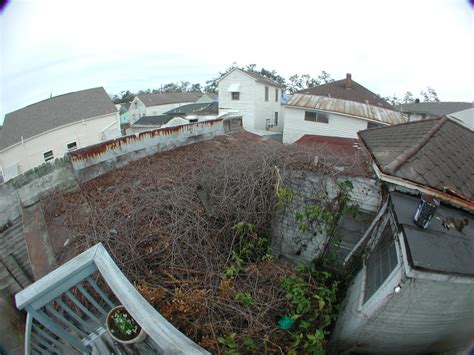 Bramble Overview Theres A Huge Grapevine Bramble In Back Flickr