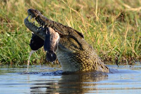What Do Crocodiles Eat Crocodile Diet Explained Fauna Facts