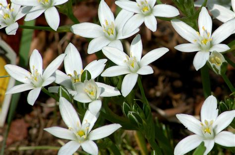 Check spelling or type a new query. How to Grow and Care for Star of Bethlehem Plants