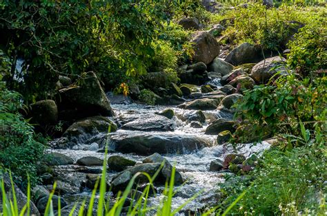 River With Rocks Beside Forest And Plants Hd Wallpaper Wallpaper Flare