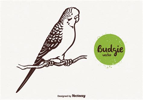 Free Budgie Vector Illustration 118079 Vector Art At Vecteezy