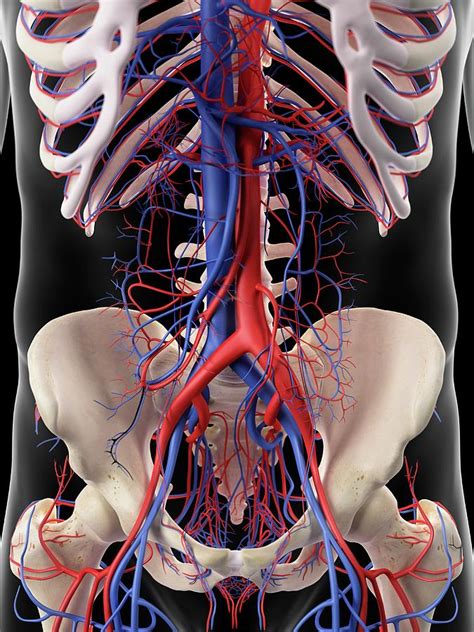 Vascular System Of Human Abdomen Photograph By Sebastian Kaulitzki