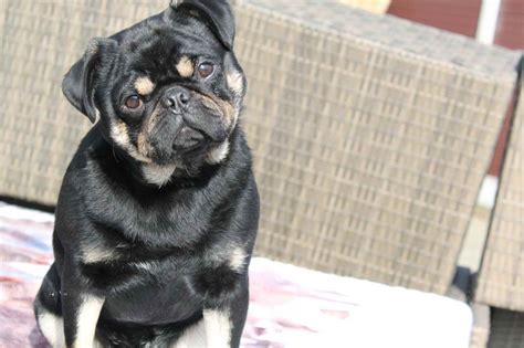 Black And Tan Pug Petsidi