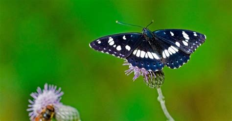 Purple Emperor Butterfly Insect Facts Apatura Iris Az Animals