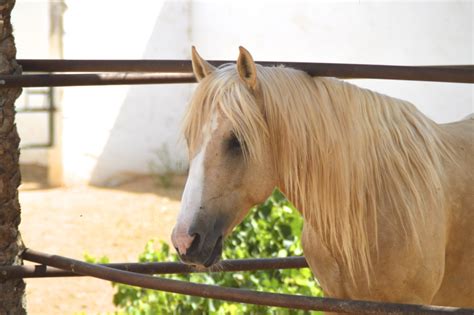 Nassim Calm To Ride And Playful Barb Stallion Ranch Djerba Zitouna