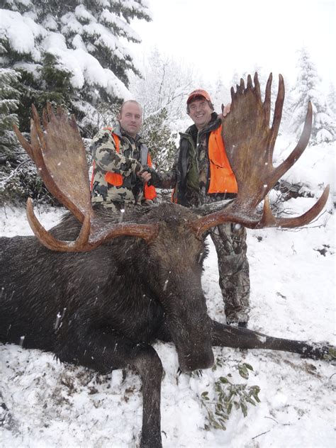 moose hunting best big shiras bull moose hunts