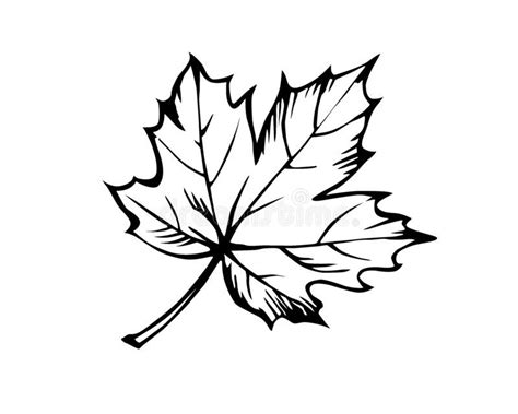 Maple Leaf Drawing Black And White Ofancienttimes
