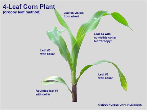 Determining Corn Leaf Stages Purdue University