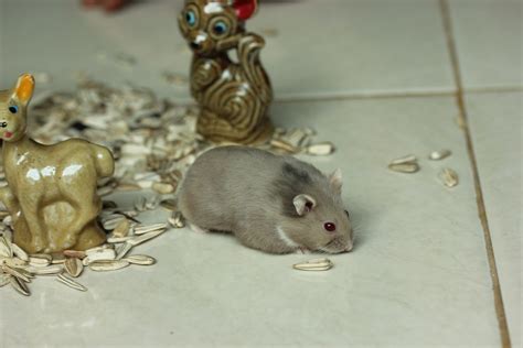 Gallery Hamster 5 Campbell Black Mottled Dove Argente Dove Mottled