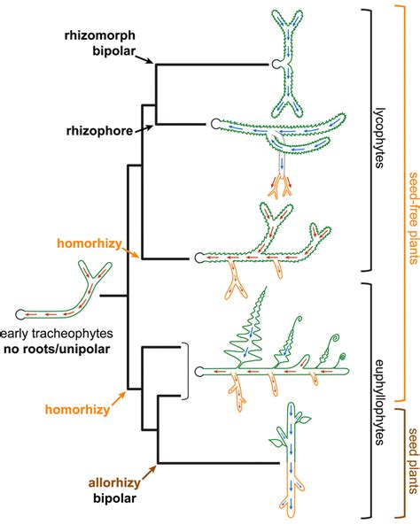General Patterns Of Polar Auxin Transport Pat In Tracheophytes And