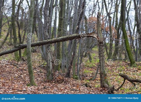 Fallen Leaves And Broken Tree In The Forest Stock Image Image Of