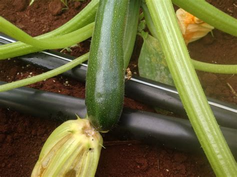 Maybe you would like to learn more about one of these? Damage | Zucchini, Vegetables, Celery