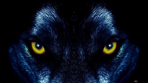 Wolf Augen Hd Hintergrundbilder Herunterladen