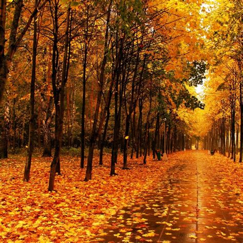 10 Top Free Screen Savers For Fall Full Hd 1080p For Pc