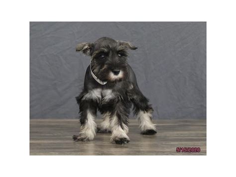 Reputable breeder of akc miniature schnauzer dogs since 1998 location ohio. Visit our Miniature Schnauzer puppies for sale near ...
